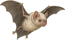 Spectral Bat