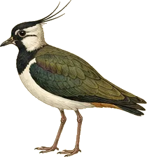 Northern Lapwing