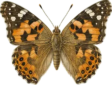 Painted Lady