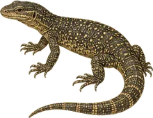 Nile Monitor