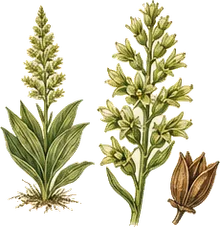 Corn Lily