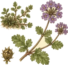 Prostrate Vervain