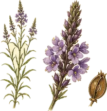 Hoary Vervain