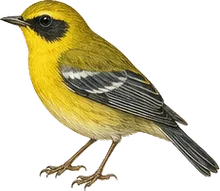 Blue-winged Warbler