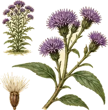 Common Ironweed