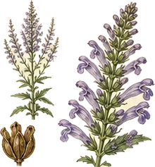 Culver's Root