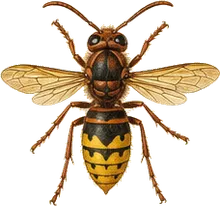 European Hornet