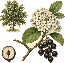 Nannyberry
