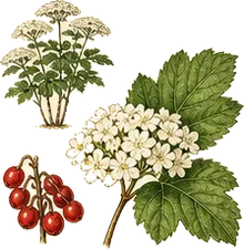American Highbush Cranberry