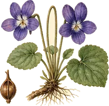 Common Blue Violet
