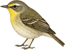 Yellow-throated Vireo