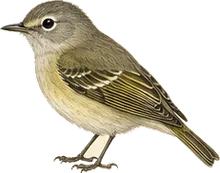 White-eyed Vireo