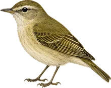 Red-eyed Vireo