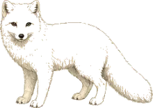 Arctic Fox