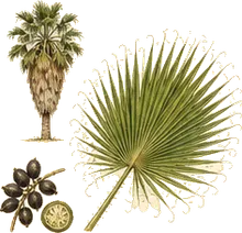 California Fan Palm