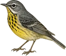 Canada Warbler