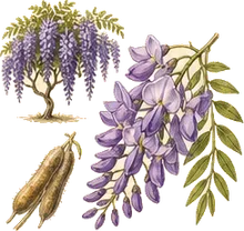 American Wisteria
