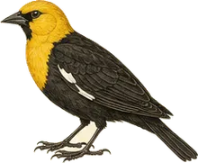 Yellow-headed Blackbird