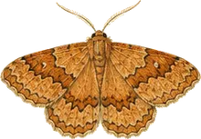 Flame Carpet Moth