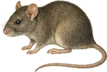 Magdalena Rat