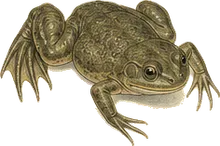 African Clawed Frog