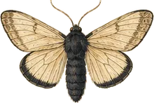 Carpenter Moth