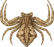 Ground Crab Spider