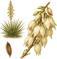 Spanish Bayonet