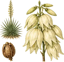 Soaptree Yucca