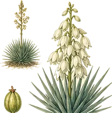 Soapweed Yucca