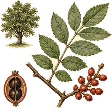 Prickly Ash