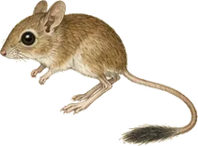 Western Jumping Mouse