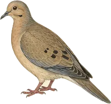 Zenaida Dove