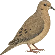 Mourning Dove