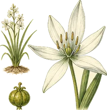 Nuttall's Death Camas