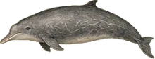 Cuvier's Beaked Whale