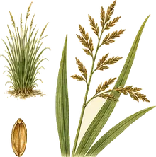 Wild Rice