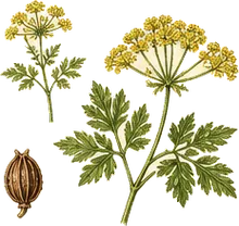 Golden Alexanders