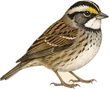 White-throated Sparrow
