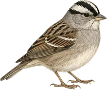 White-crowned Sparrow