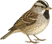 Harris's Sparrow
