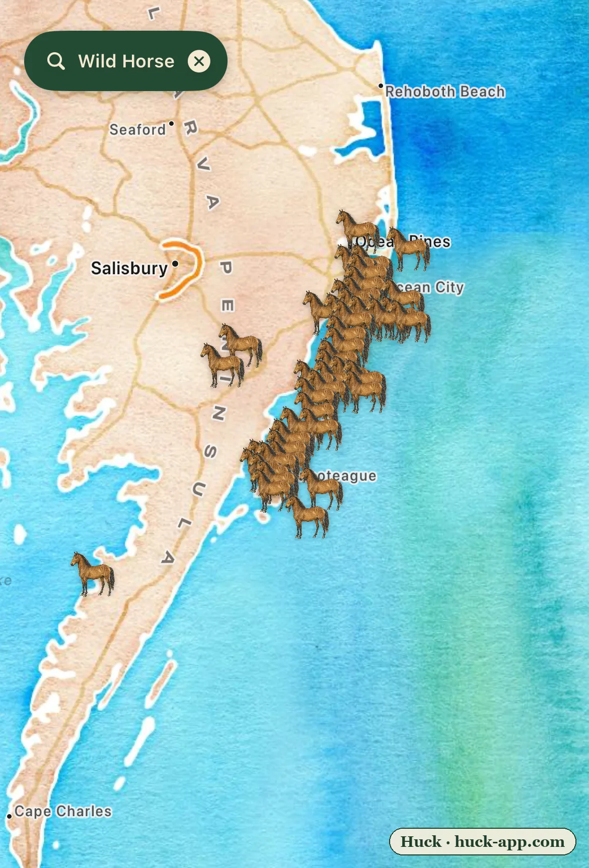 Illustrated map of the Delmarva Peninsula showing wild horse sightings lined along Assateague Island, with the mainland nearly empty